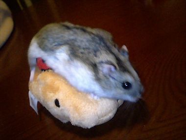 img20071127_1.jpg