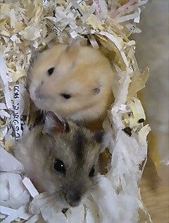 img20060727_3.jpg
