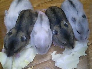 img20070926_3.jpg