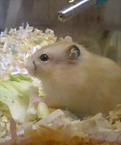 maple-kohamu10.jpg