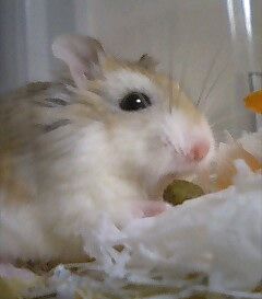 uzura3.jpg