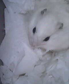 shiro19.jpg