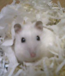 shiromushi24.jpg