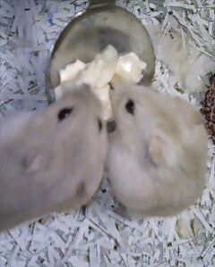 img20060327.jpg