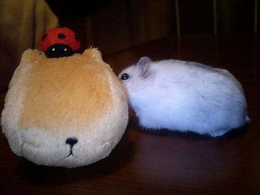 img20071127_2.jpg