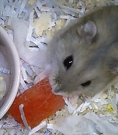 assari.jpg