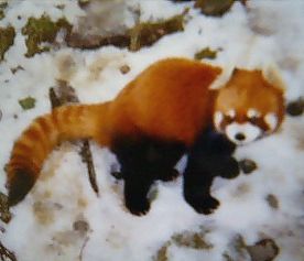 ressa-panda.jpg