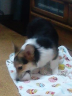 実家で犬と暮らす