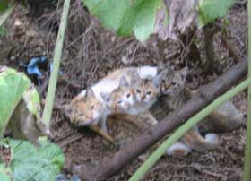catfamily.jpg