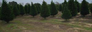 tree4.jpg