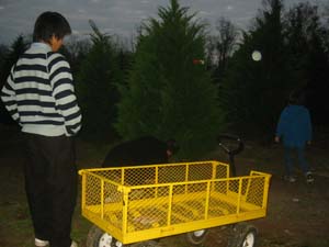 tree2.jpg