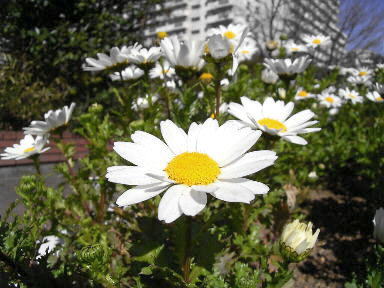 22 寒白菊 クリサンセマム バルドサム