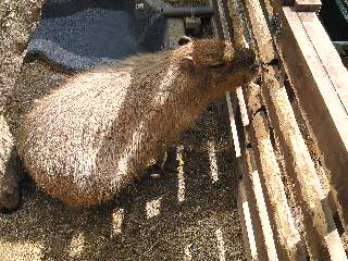 SBSH06131.jpg