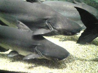 SBSH06091.jpg