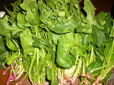 img20070228_4.jpg