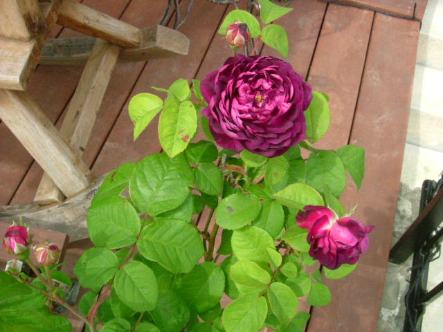 DSCF8220.jpg