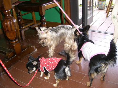 img20060504_5.jpg