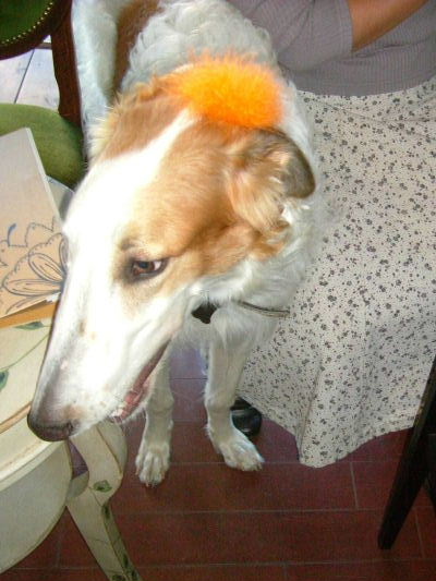 DSCF0477.jpg