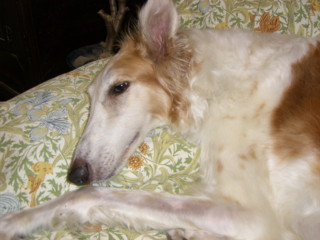 CIMG0395.jpg