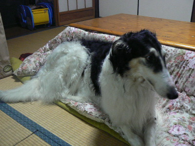 P1000054%281%29.jpg
