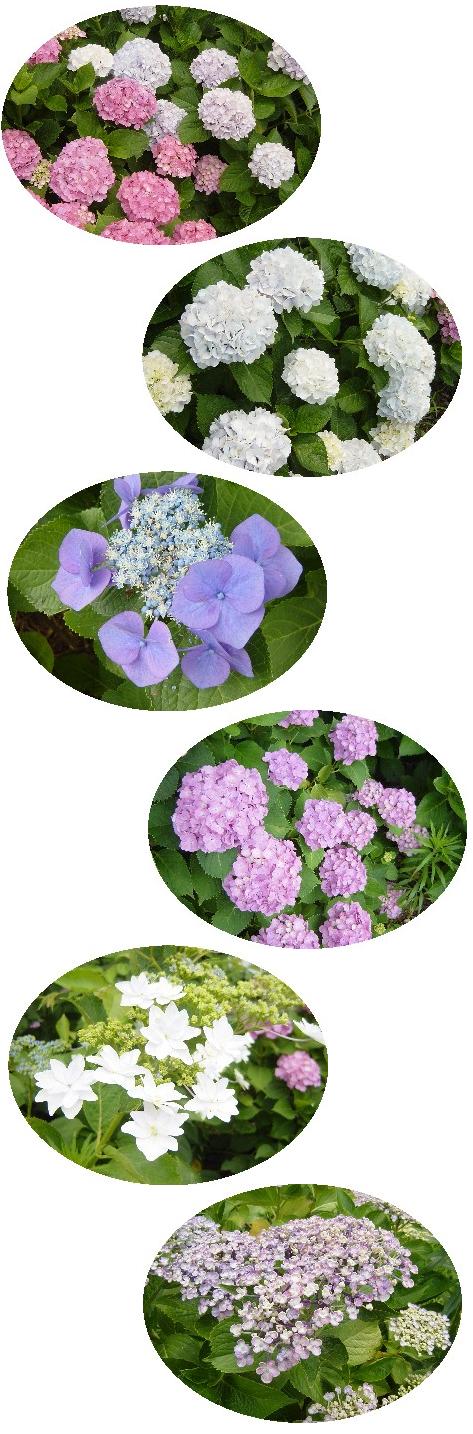 ajisai-2009-001.jpg
