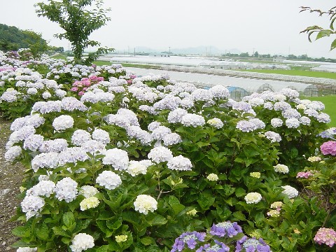 img20090615.jpg