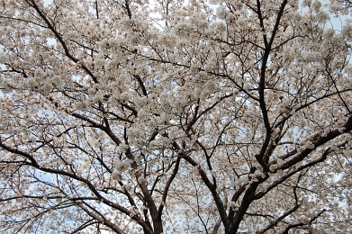 080327_3.jpg