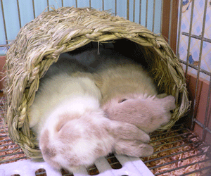P1010161-0123.gif