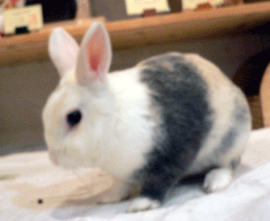 p1020108-1126.gif