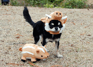 dsc_0088-1230.gif