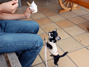 dsc_0012-924.gif