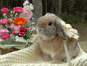 DSC_4529-0409.gif