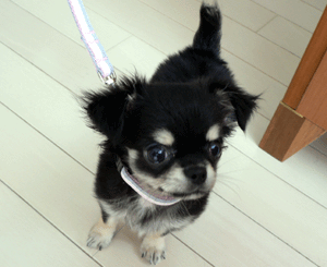 p1010504-716.gif