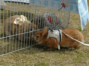 DSC_4414-0409.gif