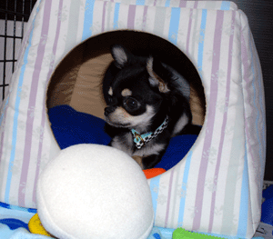 dsc_0030-923.gif