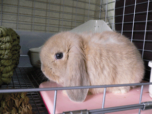 P1000170-0330.gif