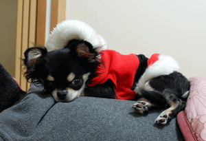 dsc_0227-1225.gif