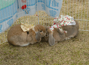 DSC_4510-0409.gif