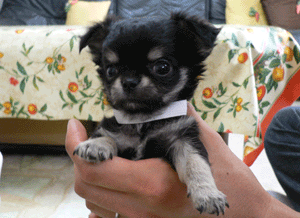 p1010468-716.gif