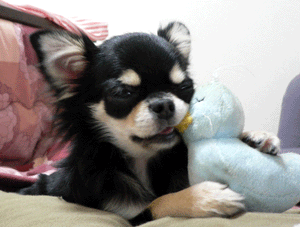 p1020105-1127.gif