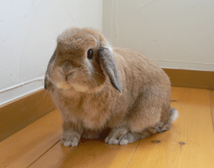 p1010704-918.gif
