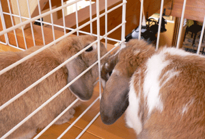 p1010735-918.gif