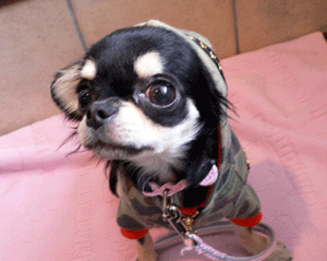 p1010779-1019.gif