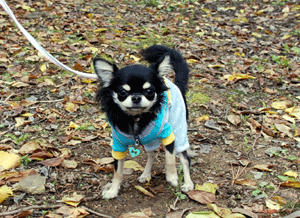 dsc_0040-1224.gif