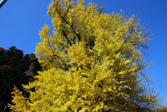 dsc_0216-1123.jpg