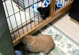 p1010555-718.gif