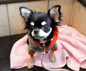 p1010763-1019.gif