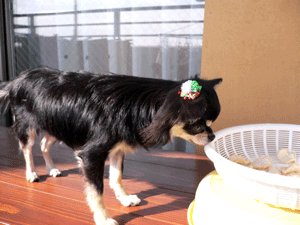 p1020122-1224.gif