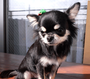 p1020133-1224.gif