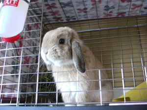 P1000193-0330.gif